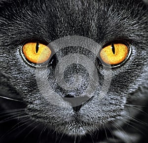 Closeup of beautiful luxury gorgeous grey british cat with vibrant eyes. Dark Background. Selective focus. Dramatic.