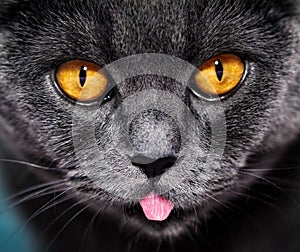 Closeup of beautiful luxury gorgeous grey british cat with vibrant eyes. Dark Background. Selective focus. Dramatic.