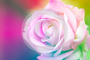 Closeup beautiful macro pink rose