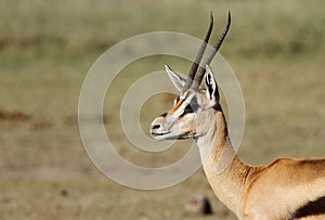 A closeup of a beautiful male Thomson's Gazelle