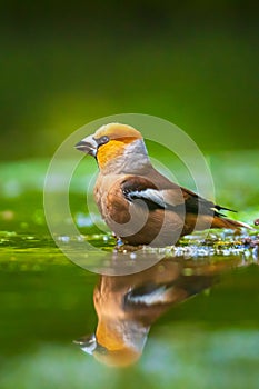 Closeup of a beautiful male wet hawfinch, Coccothraustes coccothraustes drinking, washing, preening and cleaning in water