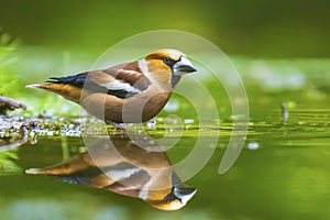 Closeup of a beautiful male wet hawfinch, Coccothraustes coccothraustes drinking, washing, preening and cleaning in water
