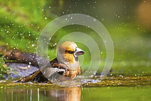 Closeup of a beautiful male wet hawfinch, Coccothraustes coccothraustes drinking, washing, preening and cleaning in water