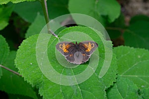 Closeup of a beautiful Maniola jurtina butterfly sitting on a hydrangea leaf