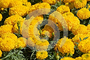 Closeup beautiful marigold tagetes patula flower.