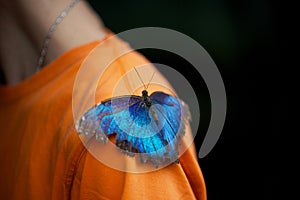 Closeup of a beautiful Menelaus blue morpho sitting on a shoulder photo