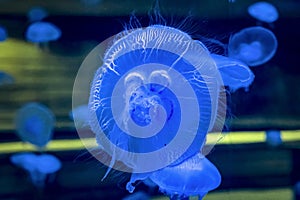 Closeup of beautiful moon jellyfish in aquarium.