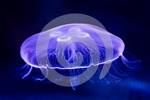 Closeup of Beautiful Moon Jellyfish