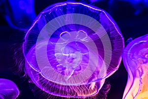 Closeup of Beautiful Moon Jellyfish