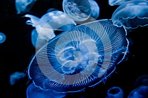 Closeup of Beautiful Moon Jellyfish