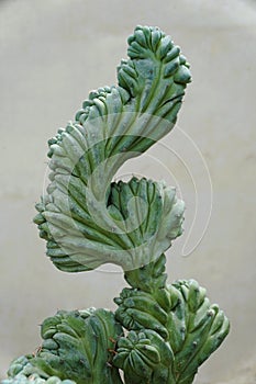 Close up of the beautiful Myrtillocactus geometrizans monstrosus cactus photo