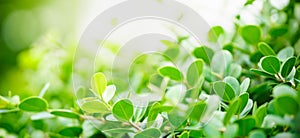 Closeup of beautiful nature view green leaf on blurred greenery background in garden with copy space using as background cover