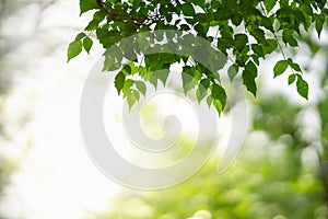 Closeup of beautiful nature view green leaf on blurred greenery background in garden with copy space using as background wallpaper