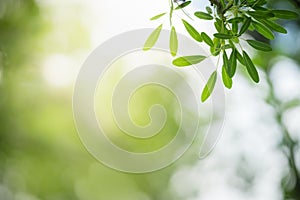 Closeup of beautiful nature view green leaf on blurred greenery background in garden with copy space using as background wallpaper