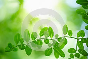 Closeup of beautiful nature view green leaf on blurred greenery background in garden with copy space using as background wallpaper