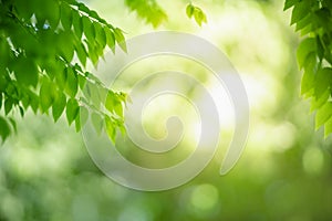 Closeup of beautiful nature view green leaf on blurred greenery background in garden with copy space using as background wallpaper