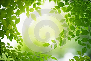 Closeup of beautiful nature view green leaf on blurred greenery background in garden with copy space using as background wallpaper