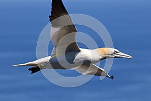 Closeup of a beautiful Northern gannet bird in flight over a blue sea