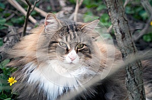 Closeup of a beautiful norwegian forest cat sitting in the grass