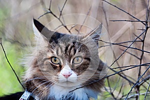 Closeup of a beautiful norwegian forest cat sitting in the grass