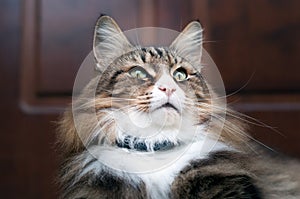 closeup of a beautiful norwegian forest cat sitting with his gps collar.