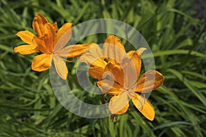 Closeup of a beautiful orange lily flowers in the summer garden over the green grass