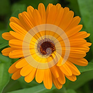 Closeup of beautiful orange marigold flower. Calendula.