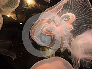 Closeup of Beautiful Orange Moon Jellyfish (Aurelia aurita)