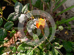 Closeup of beautiful orange rose flower blooming in green leaves plant growing in the garden in sunlight, nature photography
