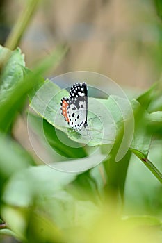 closeup the beautiful orange white black color butterfly hold on the dahlia flower plant leaf soft focus natural green brown