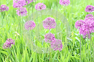 Closeup of beautiful ornamental onion flowers, Allium Aflatunense captured in a field