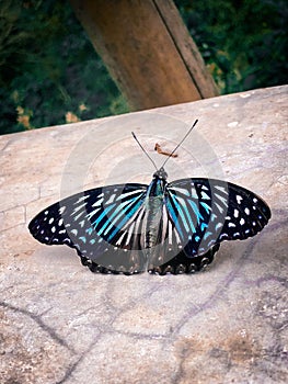 Closeup of a beautiful Papilio clytia on a textured stone surface