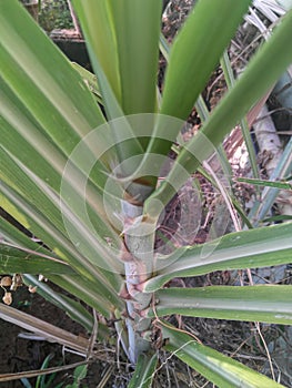 Closeup of beautiful pattern of green leaves of sugarcane plant growing in the farm, nature photography