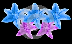 Closeup, Beautiful pattern set three coral blue and two violet lily flowers isolated on black background for design stock photo,