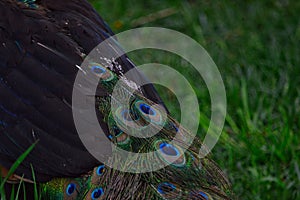 Closeup of beautiful patterns on feathers of a peacock