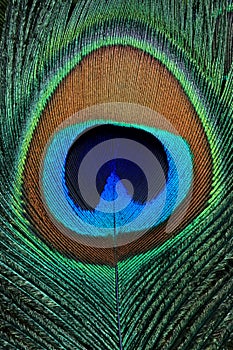 Closeup of a beautiful peacock feather