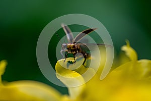 Closeup of a beautiful Pennsylvania firefly on a yellow flower in a garden