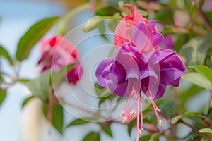 Closeup,Beautiful perple flower in garden,process color.