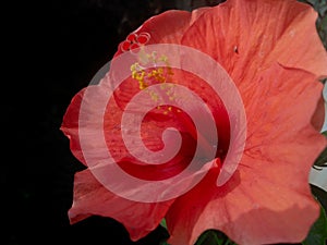 Closeup of beautiful petals and pollens of red hibiscus flower flower blooming, nature photography, gardening background