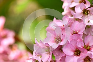 Closeup of beautiful pink Bergenia cordifolia flowers