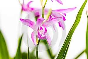 Closeup of a beautiful pink Bletilla orchid flower. Bletilla isolated on white background, one of the early blooming hardy