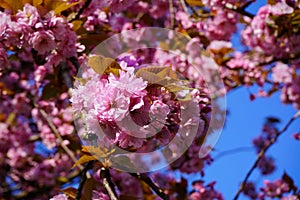 Closeup of a beautiful pink cherry blossom. Springtime in Germany.