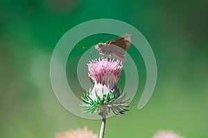 Detallado de hermoso rosa lleno a florecer flor mariposa configuración sobre el en luz de sol a naturaleza verde en Himalaya 