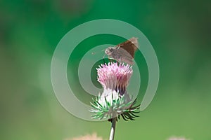 Detallado de hermoso rosa lleno a florecer flor mariposa configuración sobre el en luz de sol a naturaleza verde en Himalaya 