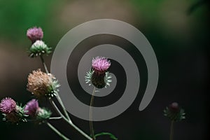 Detallado de hermoso rosa lleno a florecer flor en luz de sol a naturaleza verde en Himalaya con difuminar a verde 