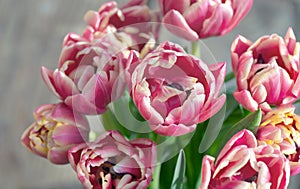 closeup of beautiful pink double-flowered tulip flowers isolated