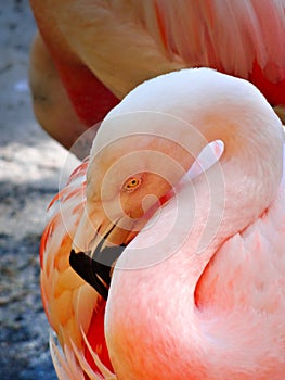 Closeup of beautiful pink flamingo bird cleaning its feathers with other birds standing in background