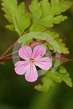 Closeup of a beautiful pink Herb robert flower, Geranium robertianum, surrounded by green leaves