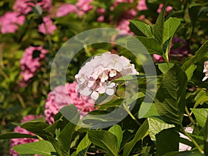 Closeup of beautiful pink hydrangea flowers surrounded by green leaves during daylight
