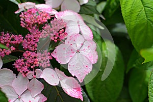 Closeup of beautiful pink hydrangea Serrata flowers surrounded by green leaves